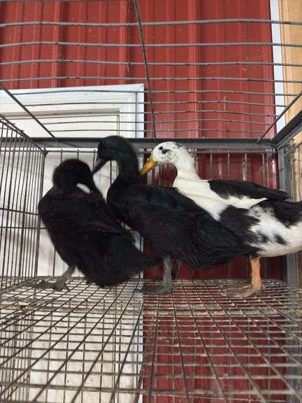 Trio Ducks - 2 Cayuga 1 Ancona