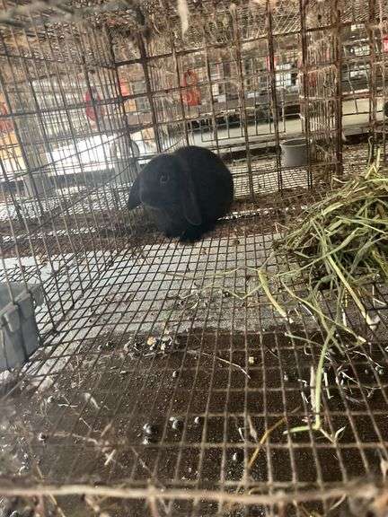 Holland Lop Buck