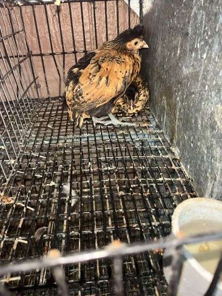 3 Appenzeller Chicks - 10 Wks Old
