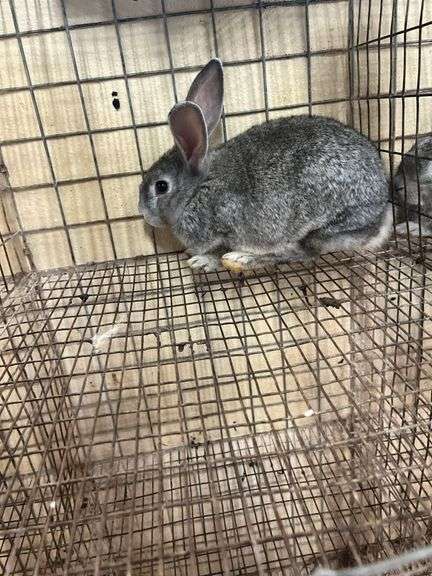 American Chinchilla Buck - 9 Wks Old