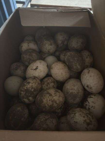 6 Doz Duck Eating Eggs - Unwashed