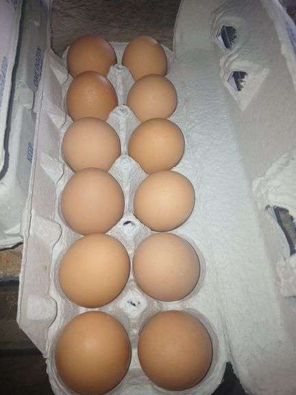 4 Doz Med Brown Eating Eggs