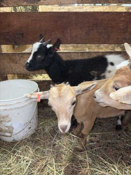 Tan Nigerian Dwarf Nanny - 2 Months Old