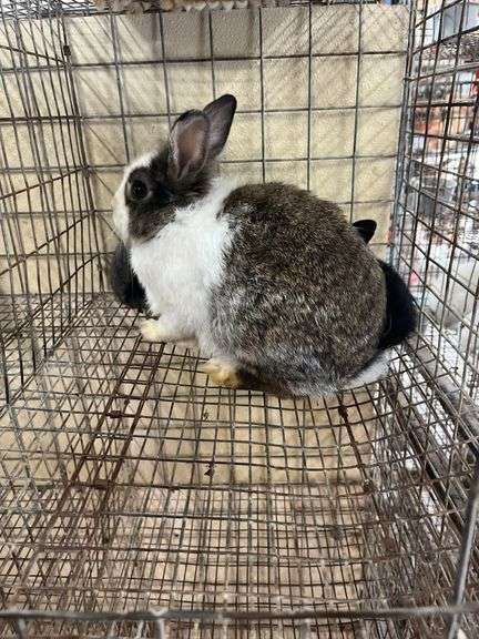 Lionhead Doe w/ 5 Bunnies - Sells As A Family