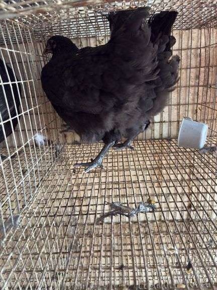 2 Black Australorp Pullets