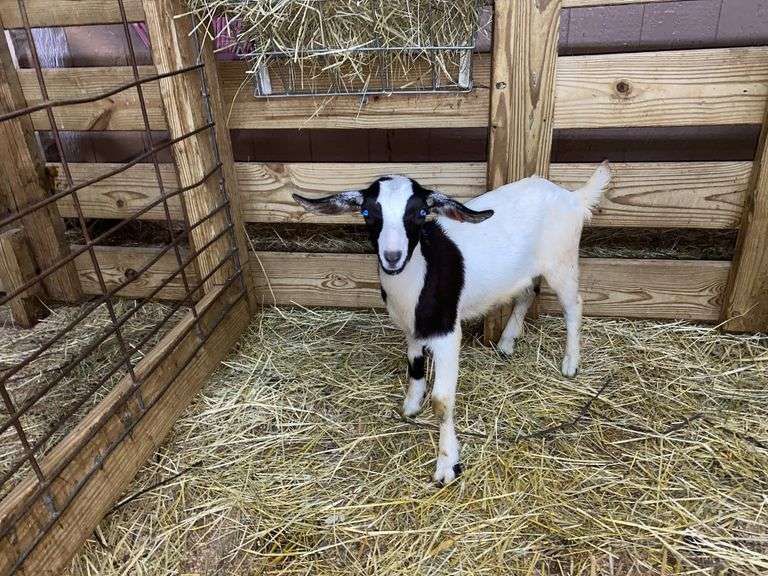 White & Black Nigerian Dwarf Nanny - DOB: 5/28/25