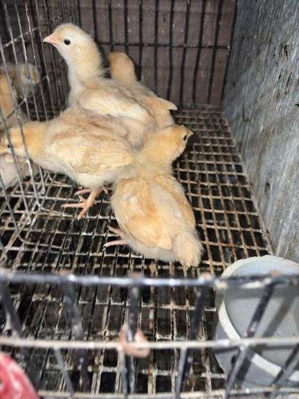 5 Buff Orpington Pullets