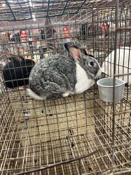 Gray & White Buck