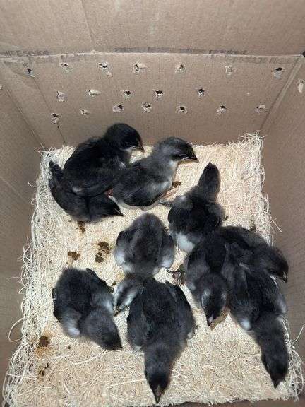 10 Blue/Black Copper Maran Chicks - 2 Wks Old