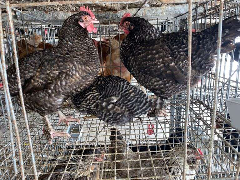 3 Plymouth Rock Laying Hens