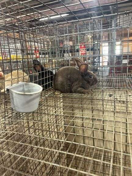 Brown Flemish Giant Mini Rex