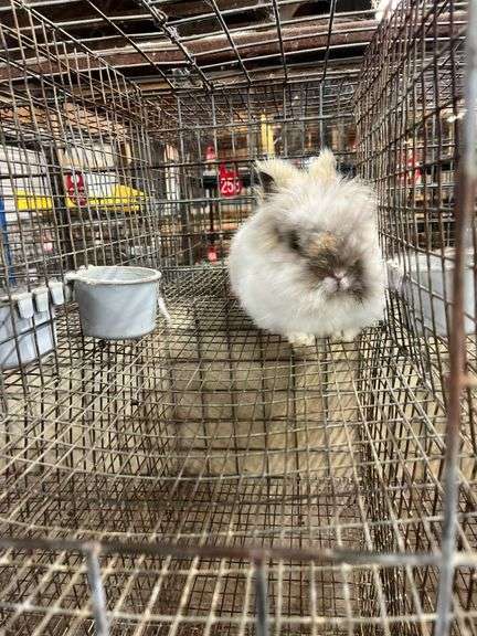 Lionhead Buck Proven 2 Years Old
