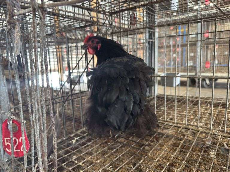 Black Hen