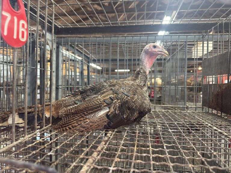 Royal Palm Tom Turkey- 12 Wks Old