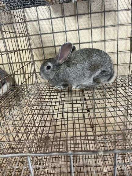 American Chinchilla Buck - 9 Wks Old