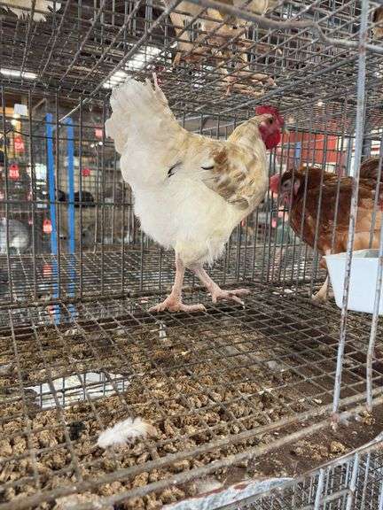 Rooster