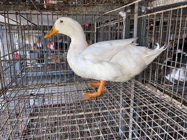 Pekin Drake