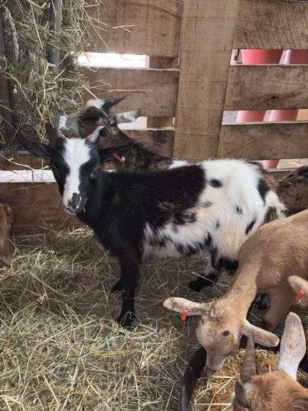 Black & White Spotted Nigerian Dwarf Billy