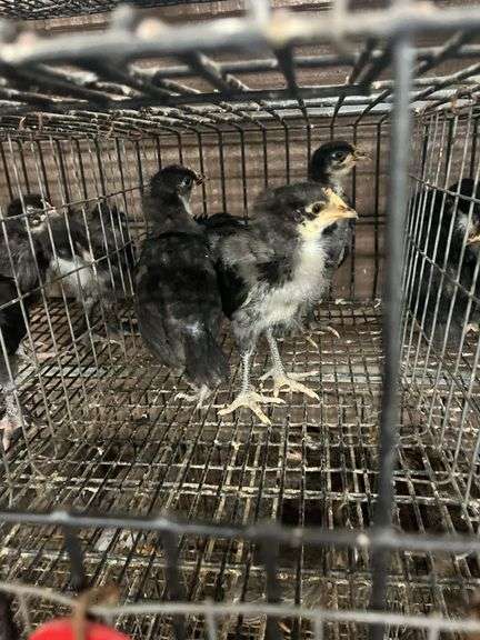 4 White Face Black Spanish Pullets