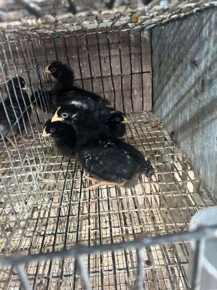 5 Rustic Rock Pullets