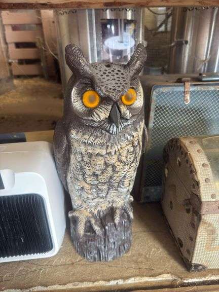 Barn Owl
