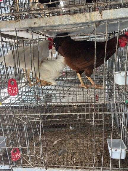 3 Roosters - 2 White Leghorn & 1 Rhode Island Rooster