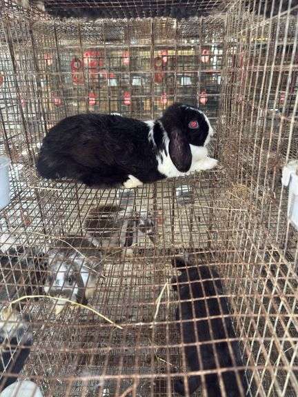 Holland Lop Doe - Exposed