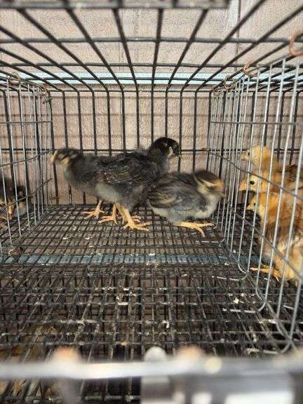 3 Blue Laced Gold Wyandotte Pullets