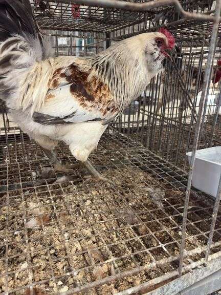 Young Easter Egger Rooster