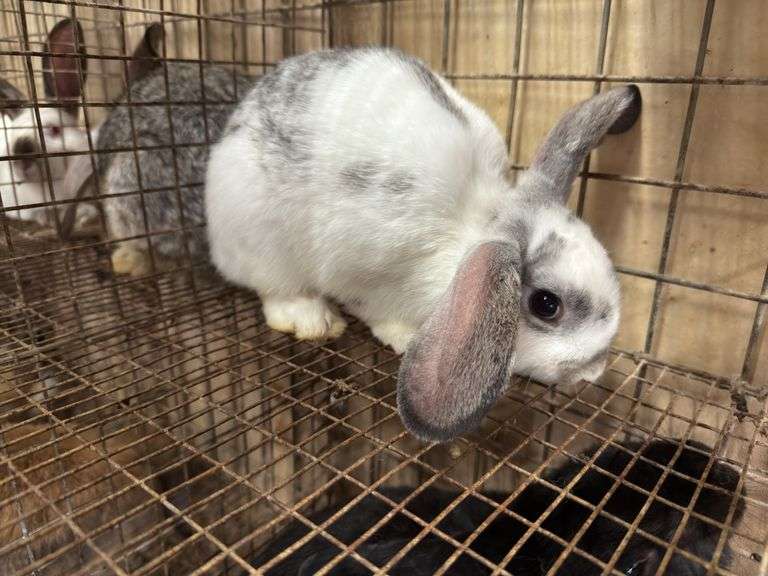 Mini Lop Cross Buck - 10 Wks Old