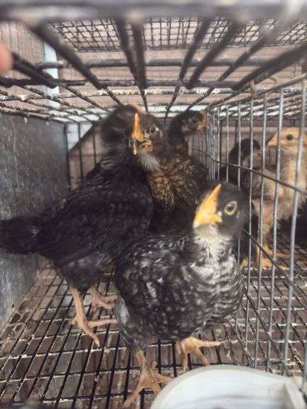 4 Young Roosters