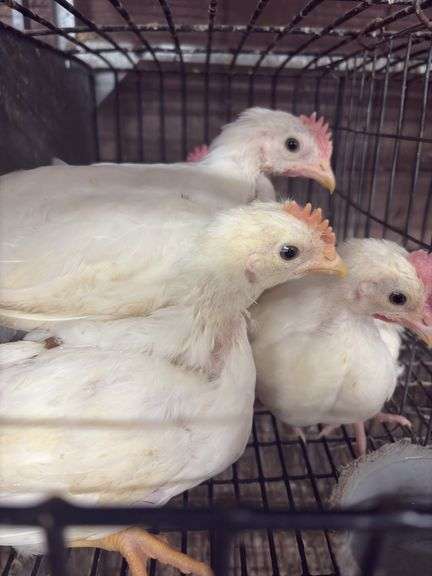 4 White Leghorn Cockerels