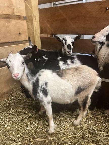Tri Color Nigerian Dwarf Nanny - Exposed