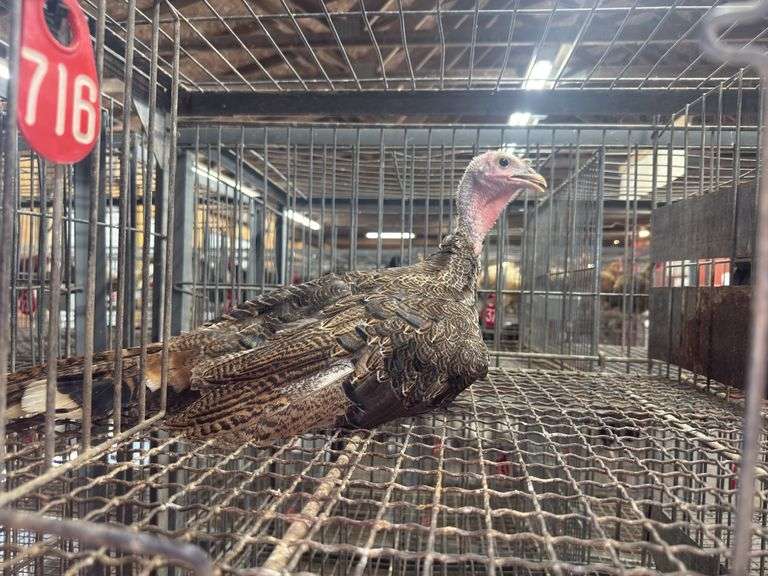 Royal Palm Tom Turkey- 12 Wks Old