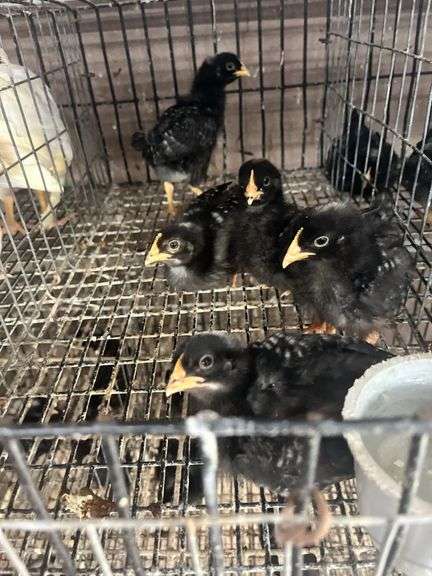 5 Rustic Rock Pullets