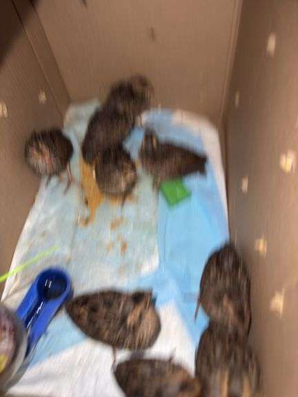 9 Bobwhite Quail Chicks w/ Permit