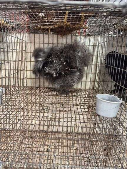 Silkie Rooster