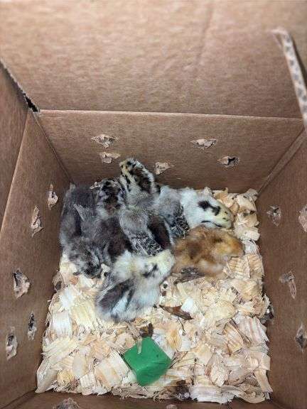 6 Silkie Chicks