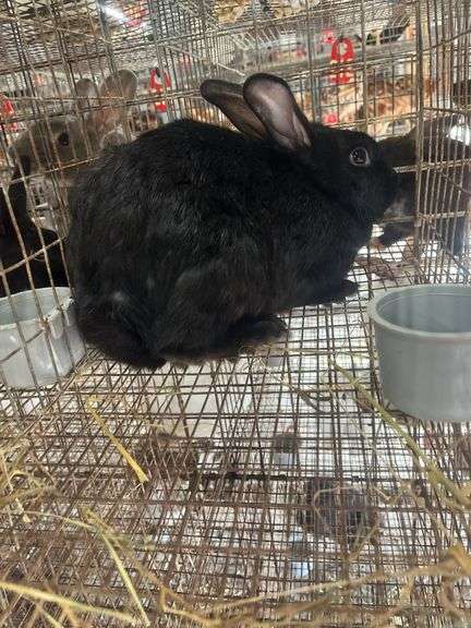 Black Bunny
