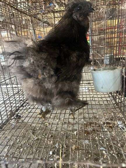 Silkie Rooster