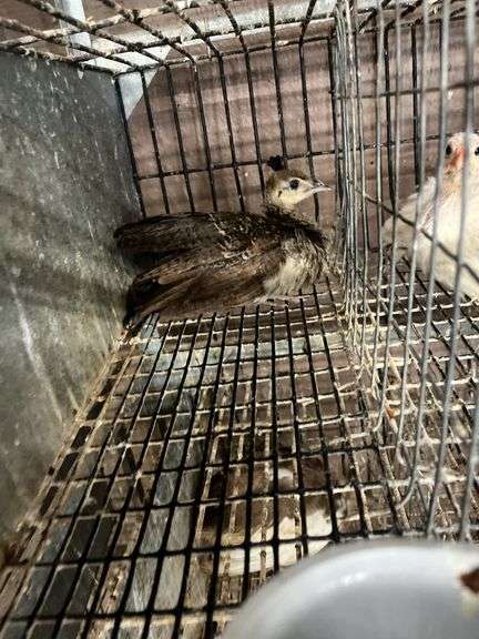 Indian Blue Peachick