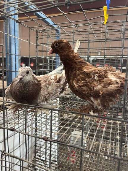 Pair of Young Red Frillback Pigeons
