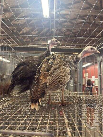 Pair of Royal Palm Trkeys - 12 Wks Old