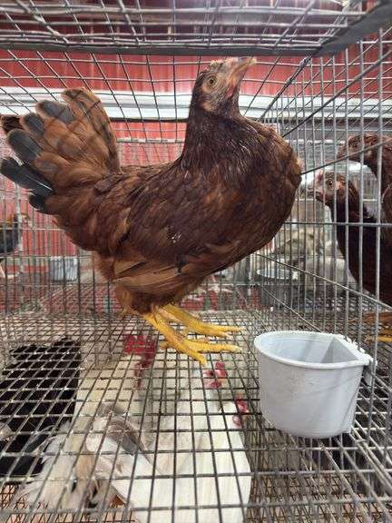 2 Rhode Island Red Pullets