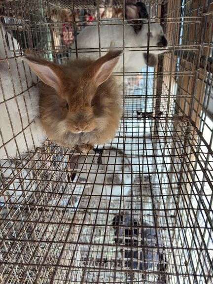 Peach Satin English Angora Buck