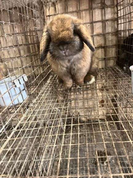 Brown Holland Lop Buck