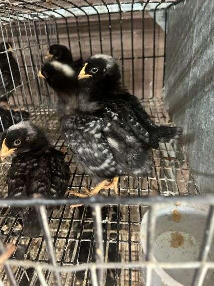 5 Rustic Rock Pullets
