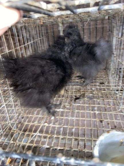 2 Silkie Chicks