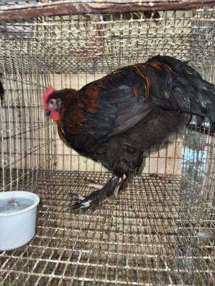 Black Copper Maran Rooster - From Dark Lines