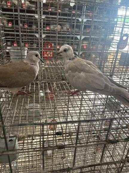 2 Doves